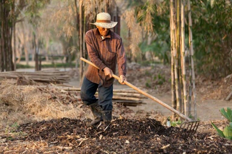 Korean farmer raking compost in a field